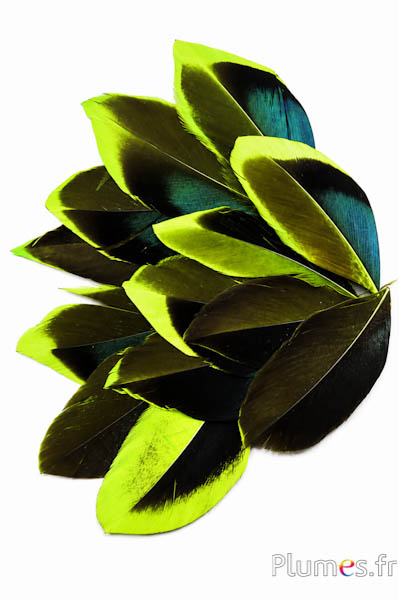 Petali in piume - 5-8 x 3-4 cm - lime-nero